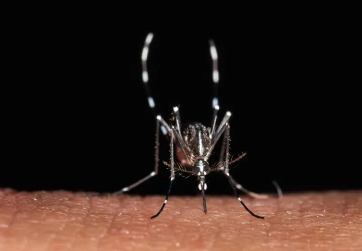 Da zecche a zanzare rischio virus in vacanza, Bassetti: 